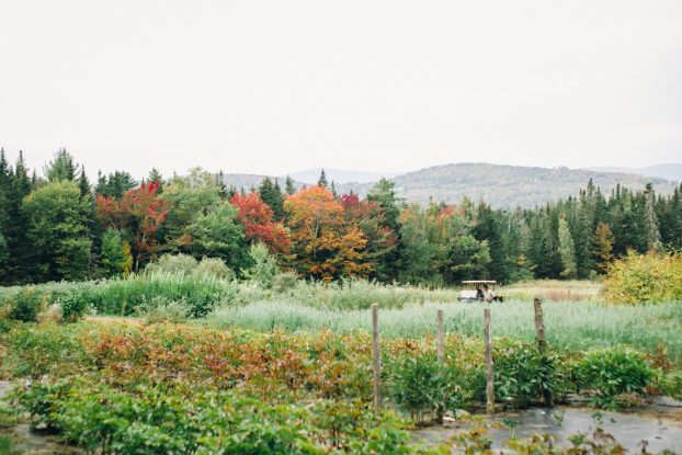 Mountain Flower Farm