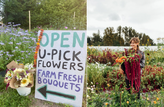 U-Pick flowers at Sweet Alyssum Farm