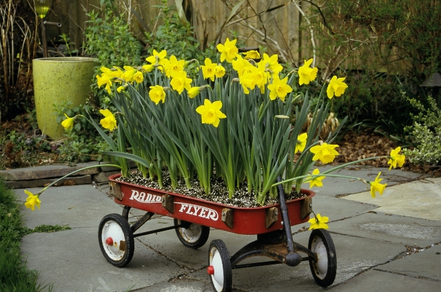 daffodils in wagon