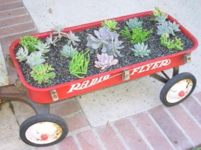 succulents in wagon 3