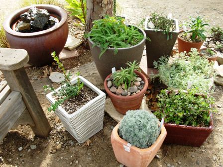native plants in pots