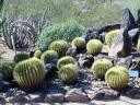 golden barrel cactuses