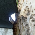a cut-away in the roof to wrap around the tree trunk