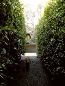 Cliipped Carolina laurel cherry hedges form a transitional corridor between the two gardens