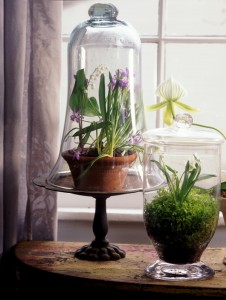 This ode to spring under glass includes white wood hyacinth (right) and lily-of-the-valley with glory-of-the-snow (left). Kindra Clineff photograph