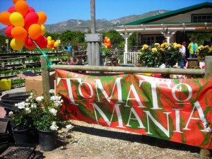 A cause for celebration: Hundreds of Heirloom Tomato Starts