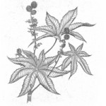 Briony's exquisite etching of the deadly Castor bean plant