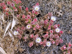 This blooming pinkish succulent carpeted the earth