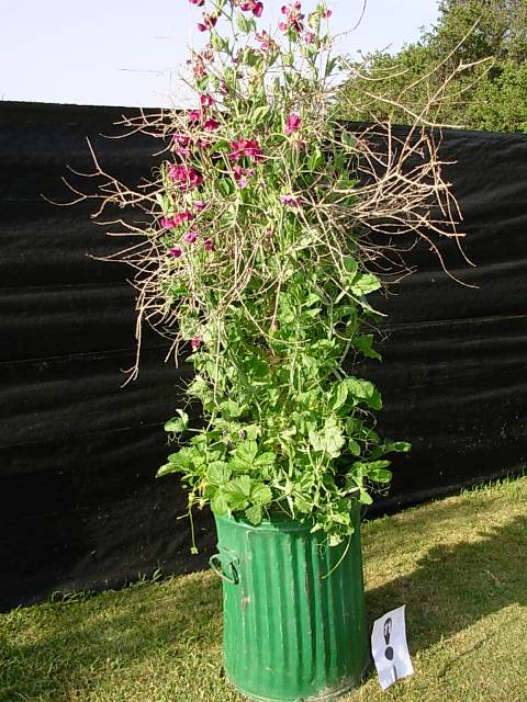 The Sweet Pea Tree, by Linda McKendry: fragrant sweet peas are supported by tree branches with yummy strawberries at its base - all in a repurposed trash can 