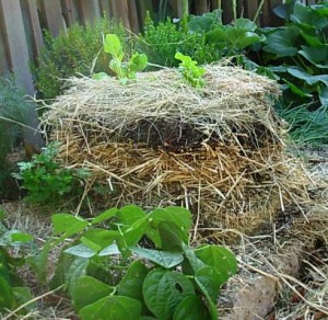 The layered, above ground, "no-dig," organic vegetable bed