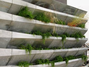 "Gutters" hold trailing rosemary in a vertical wall system.