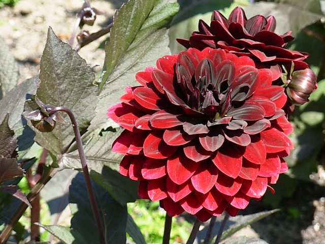 Dark chocolate brushes the tips of this multi-petaled dahlia called 'Karma Choc'