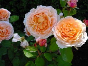 A glorious English rose, photographed in Skagit Valley on a summer day