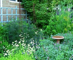 Stopped by my friend and garden muse Jean Zaputil's for a view of her beautiful herb garden