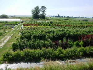 Rows upon rows of flowers ready to cut 