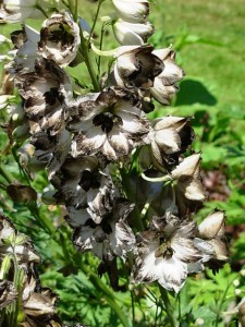 Kissed by Chocolate Delphinium