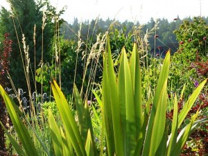 Back-lit by the late afternoon sun, the phormium glows in Stacie's front border