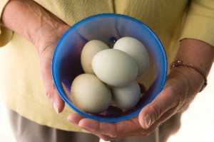 Sydney holds a bowl of fresh Arucana eggs
