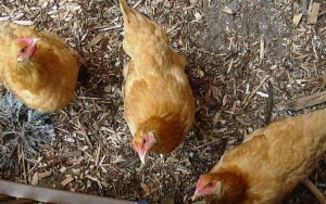 Happy chickens living in a happy garden