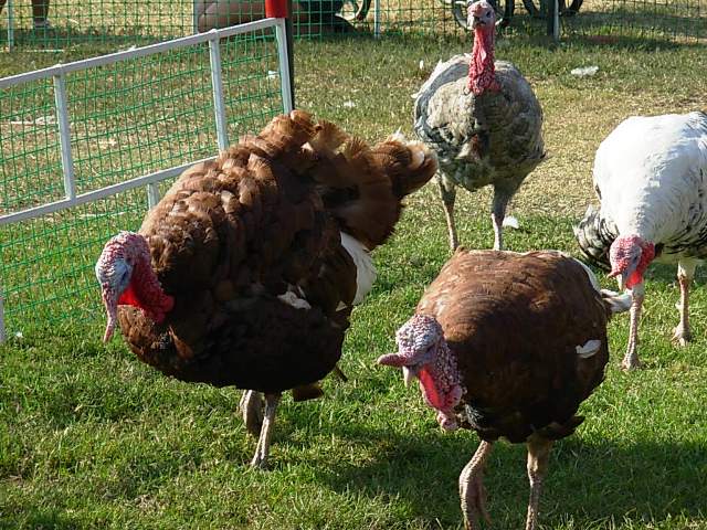 More turkeys, including the brown ones.