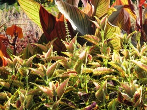 Canna tropicana and a cluster of coleus, backlit in the afternoon sun