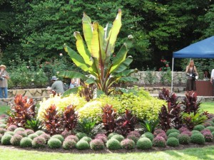 Over-the-top tropical display (at the center of the rose garden!)