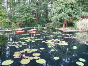 Dreamy, visually restful: the Virtue Peace Pond