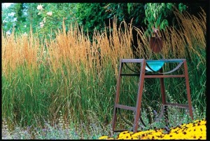 A glass bowl - a modern birdbath - is showcased against a coppery stand of Karl Foerster grass - an exquisite choice for "motion" in the garden (Barbara J. Denk photograph)