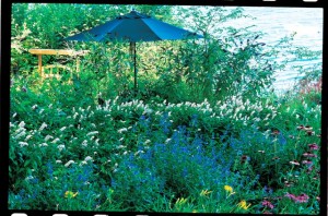 Calm white and intense blue join for a duet of gentle movement. A border of creamy white Lysimachia clethroides relates well with a stand of blue-flowering Caryopteris x clandonensis.