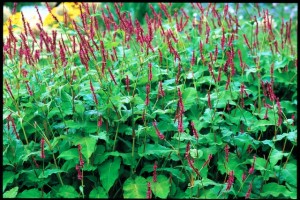 Raspberry-red spikes of aptly named Persicaria amplexicaulis 'Firetail' erupt in this singular performance of color and form. (Barbara J. Denk photograph)