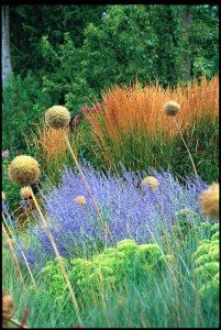 The ball-shaped seed heads of Allium 'Globemaster' are showcased against a rhythmic display of Calamagrostis x acutiflora 'Karl Foerster', velvety Russian sage (Perovskia atriplicifolia) and Sedum 'Autumn Joy' (Barbara J. Denk photograph)