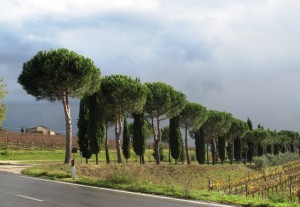 Beautiful and orderly, an intentional planting scheme