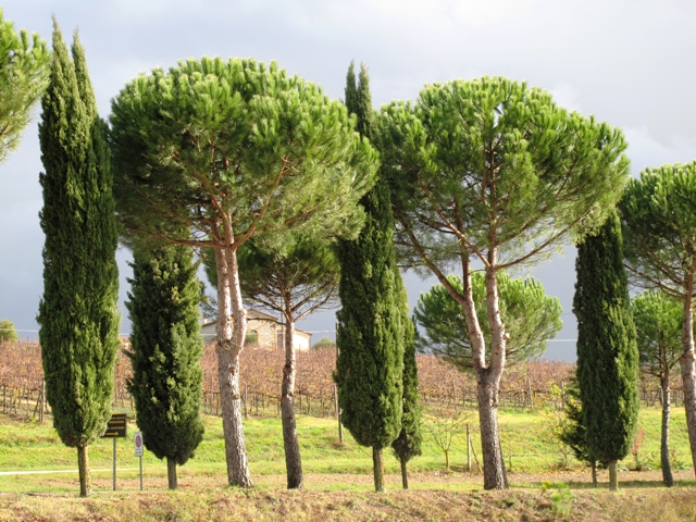 Italian cypresses are so companionable with Italian stone pines