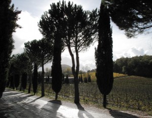 When backlit, the tree shapes are even more distinctive