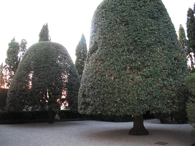 Two enormous, dome-shaped Ilex trees stand on both sides of the loggia. The one on the right dates to 1924