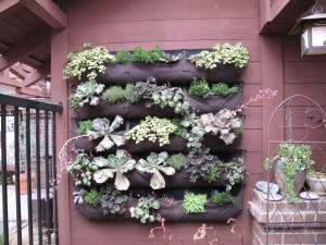 A Woolly Pocket wall of succulents adorns the retail shop at Descanso Gardens near Pasadena