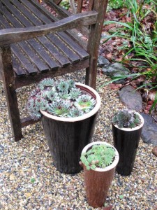 I love the sweet display of drought-tolerant, cold-hardy hen-and-chicks in tall vessels