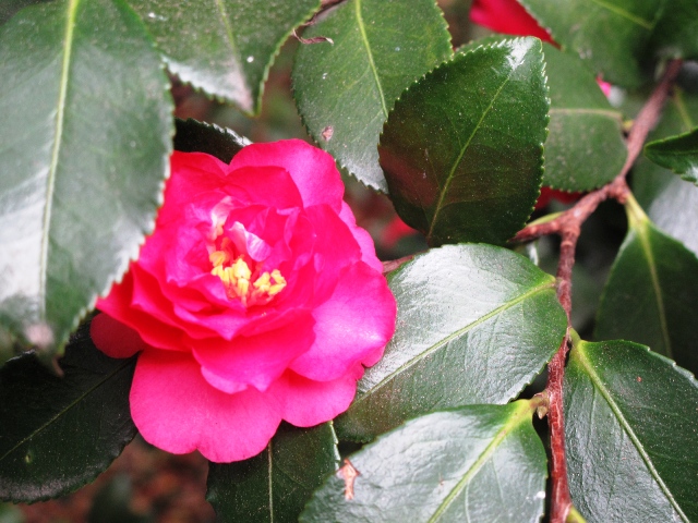 An unlabeled dark pink Camellia in winter at Descanso Gardens