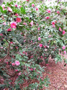 A beautiful pink camellia display