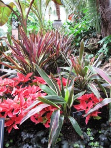 This was a new combination to me: Ti plants (Cordyline sp.) with Poinsettia