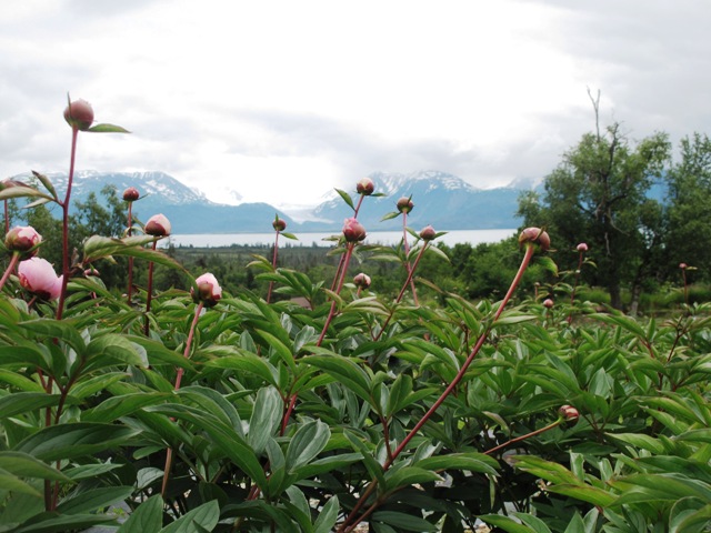 Seriously the most spectacular sight I've ever witnessed: Peony fields in the foreground. . . Glaciers in the distance!