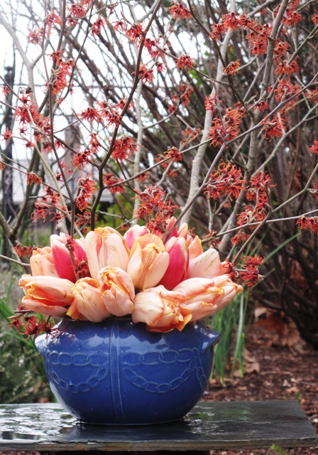 Two completely different flowers – vivacious tulips and intricate witch hazels.