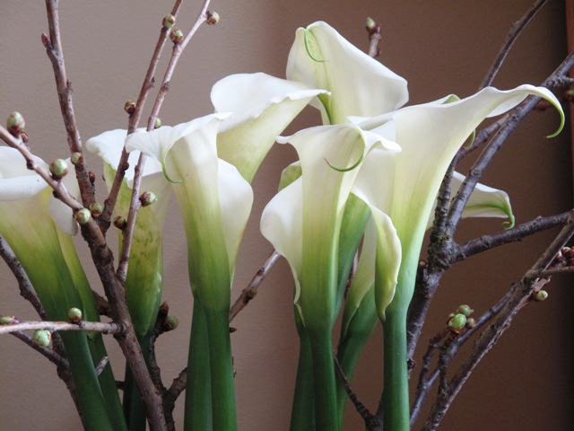 Love the ombre-coloring on these calla lilies!