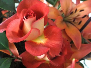 Lovely Leonidas rose, grown by Peterkort Roses