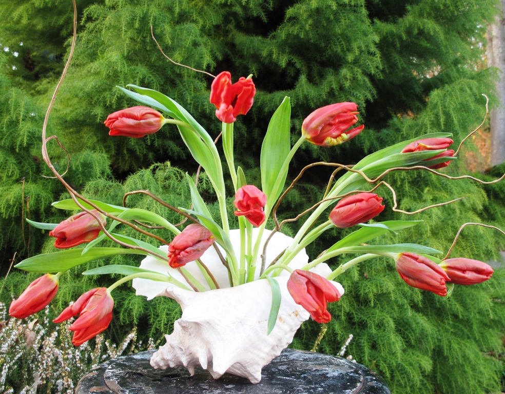 Pink Shell with Red Tulips & Curly Willow, redux