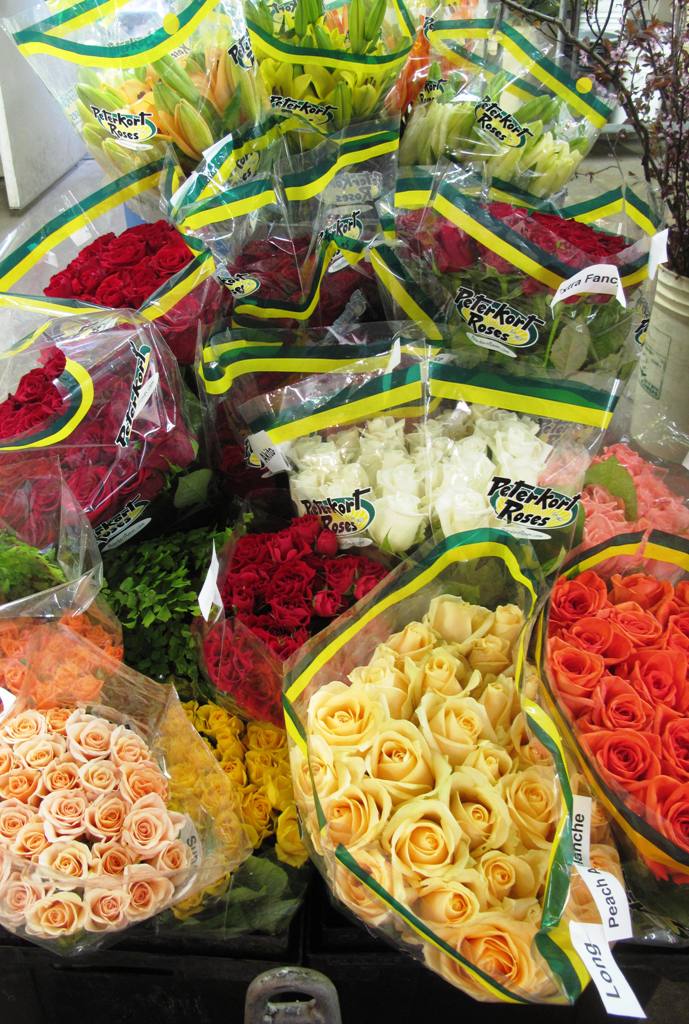 Oregon-grown roses from Peterkort - healthy, sustainably grown and simply beautiful!