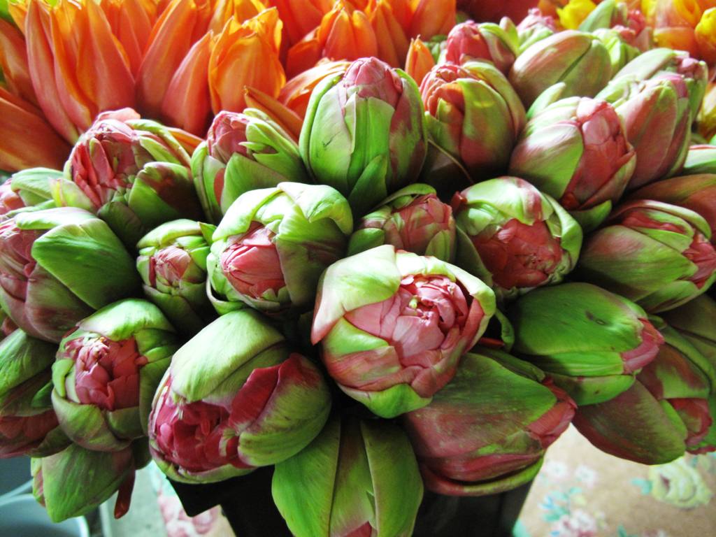 Field-grown Tulips