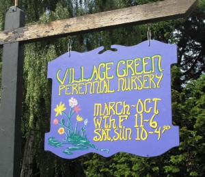Just look for the hand-painted lavender sign when you're driving down 26th Avenue Southwest in Seattle. There's plenty of places to park on the street . . . and then you'll wander down the long drive to the nursery.