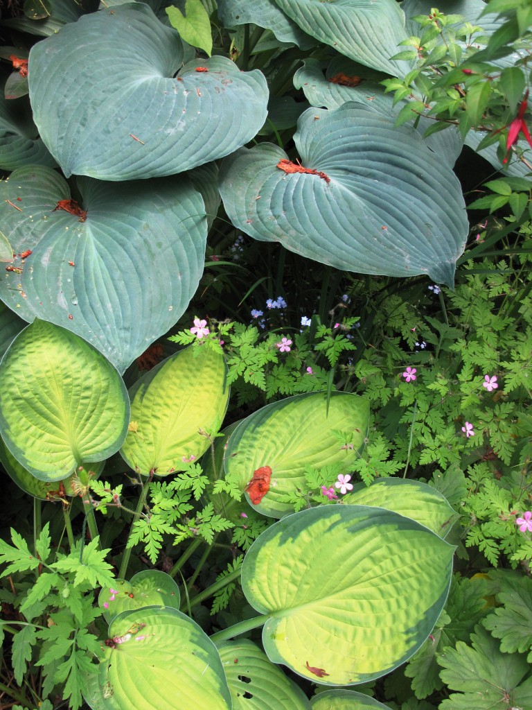 Hosta pairings - some of the many great design ideas here!