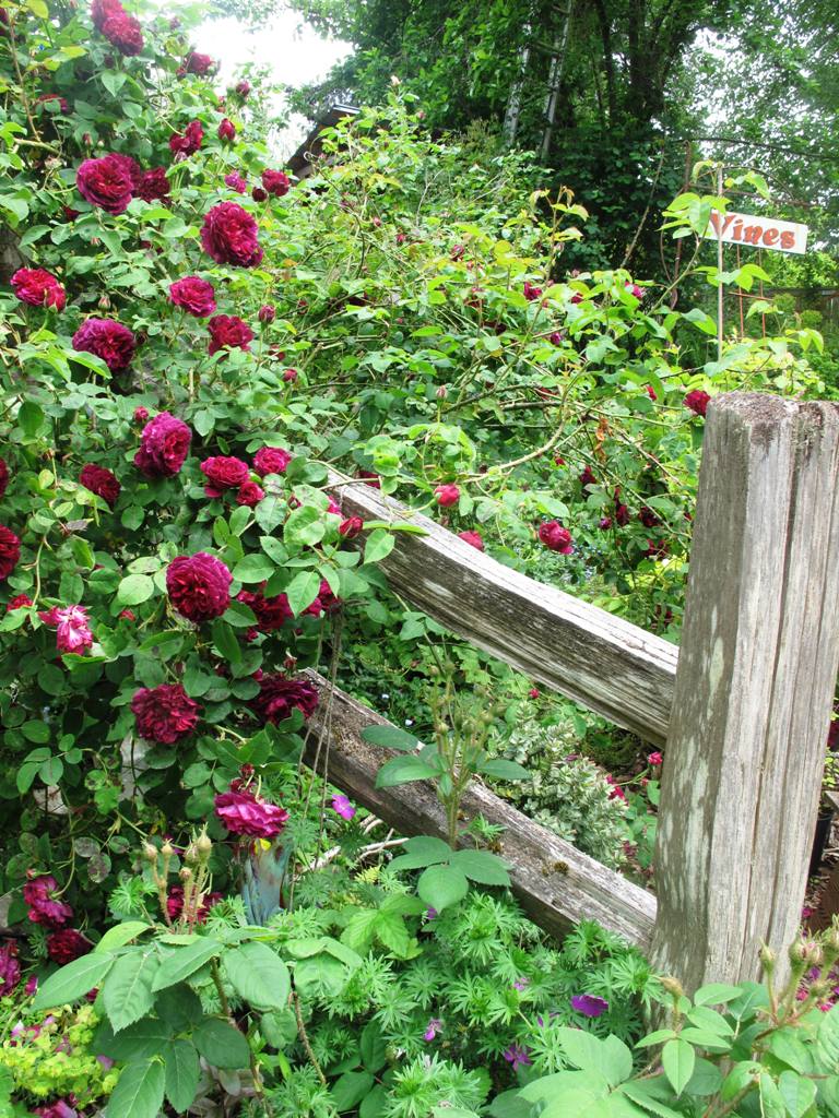 Rose and split rail fencing